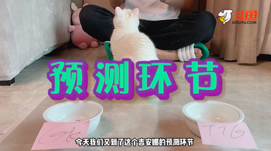 葛大爷的猫再度预测半决赛,GK、eStar荣获鲜奶 葛大爷的猫再度预测半决赛,GK、eStar荣获鲜奶