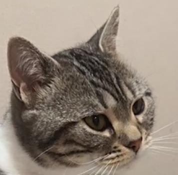 一个养成系独立游戏作者，和粉丝一起打造平民版“动物派对”——《友尽动物园》